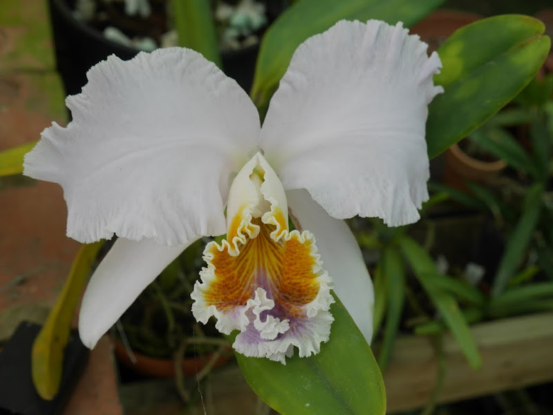 Cattleya mossiae f. coerulea P1100054