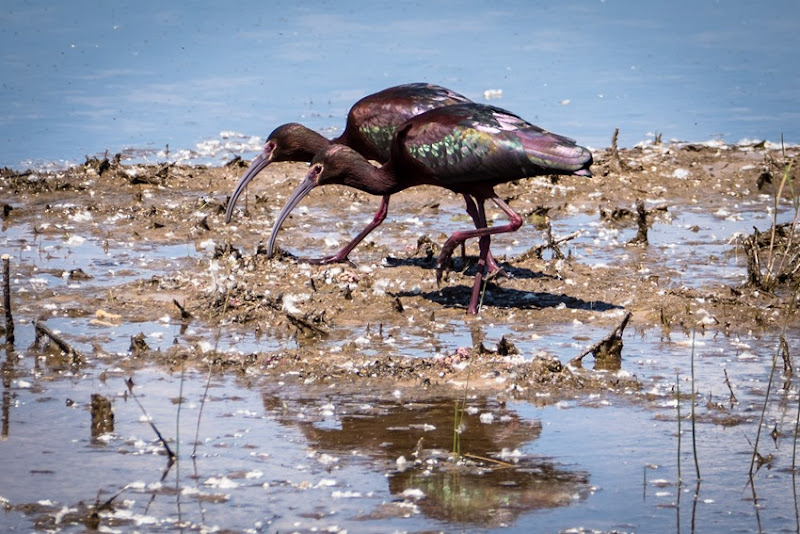 White-faced Ibis Pair P1010040