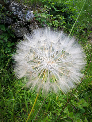 Soffione di Antopaga