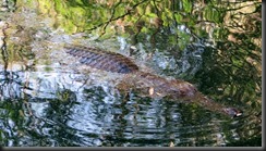 170603 041 Timber Creek Freshwater Crocs