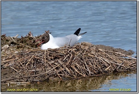 Slimbridge WWT - April