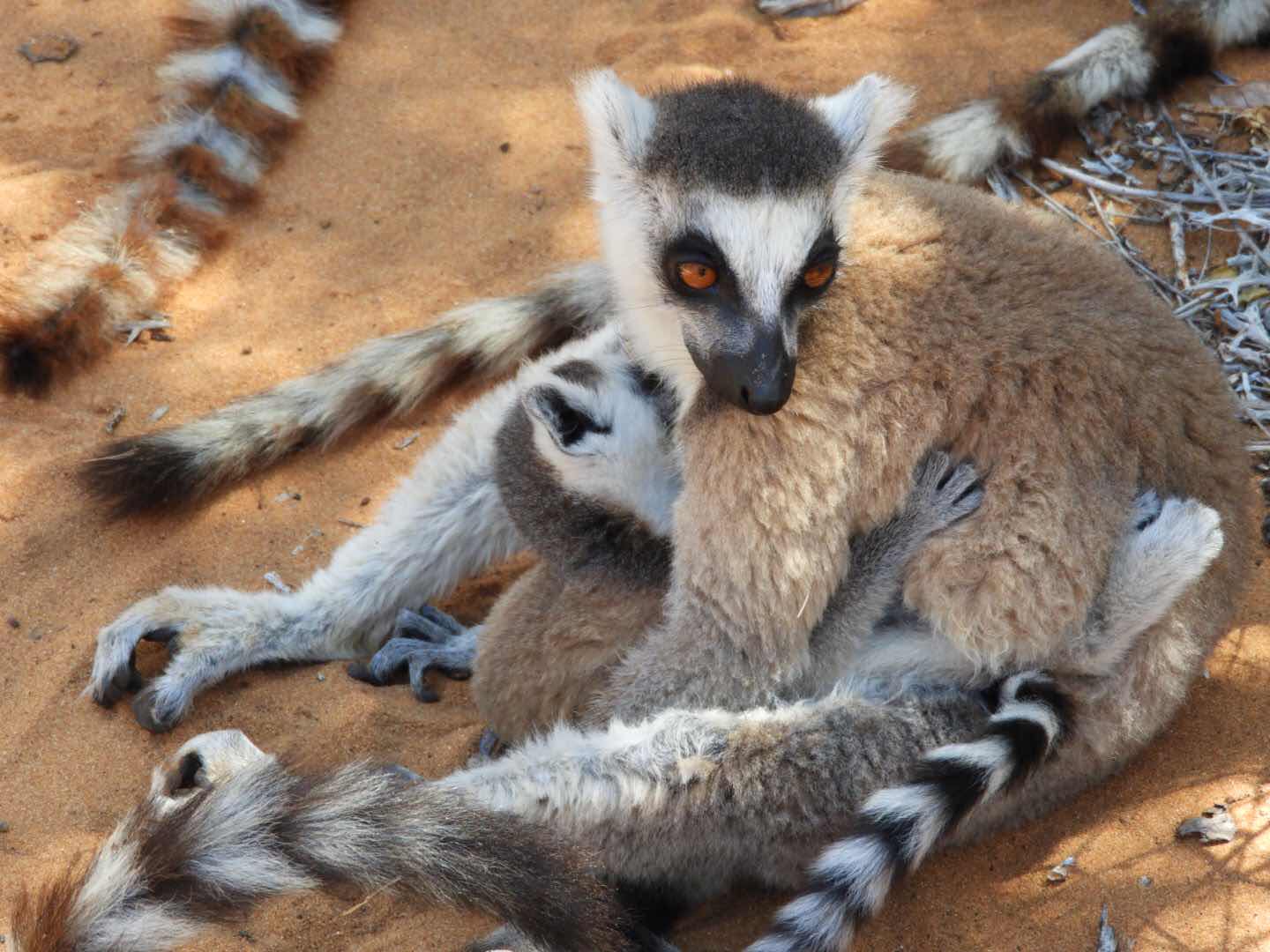 Ringtail Maki Reniala Madagascar