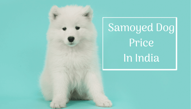 Samoyed dog price in India