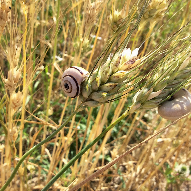 solo un chicco di grano #tastesalento #pastadecastro