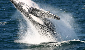 Jumping out of the water