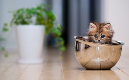 Curious Kitten Explores a Shiny Bowl Indoors screenshot 2