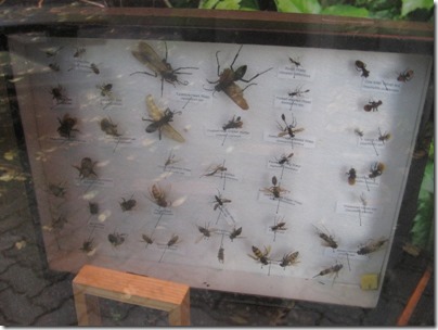 IMG_0556 Bees, Wasps & Ants at the Oregon Zoo in Portland, Oregon on November 10, 2009