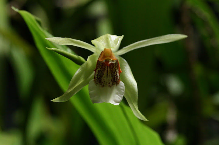 Coelogyne rumphii IMG_5056