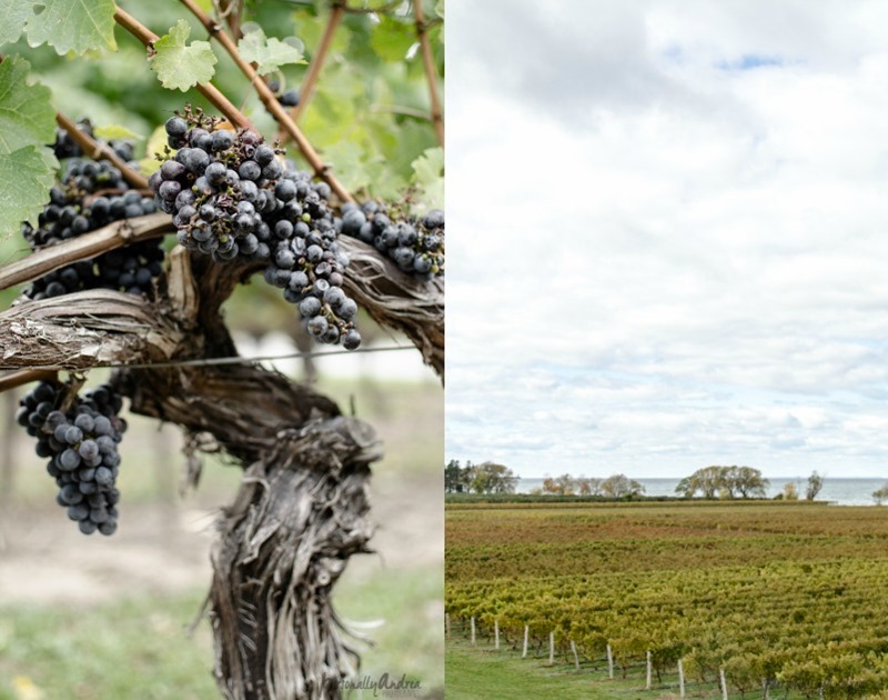 How to Photograph Fall |  Vineyard and Grapes Diptych