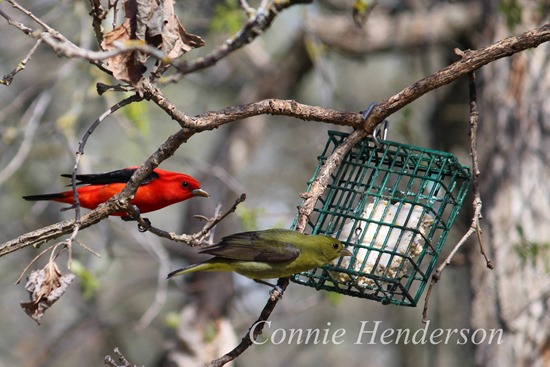 Male and female Tanagers (2)