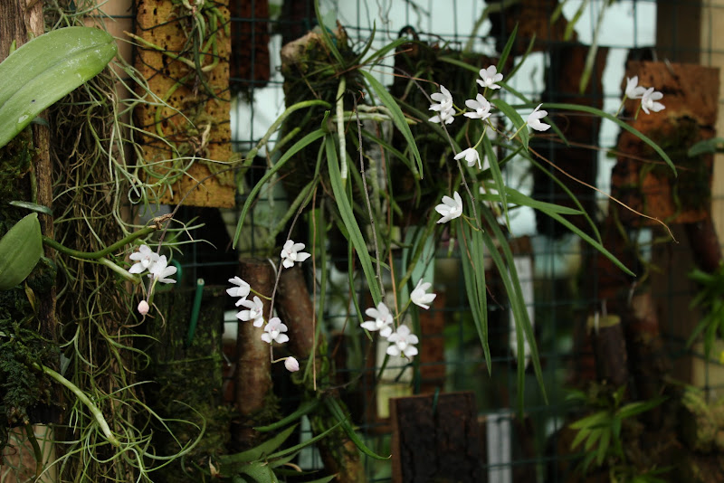  Sarcochilus ceciliae IMG_4086