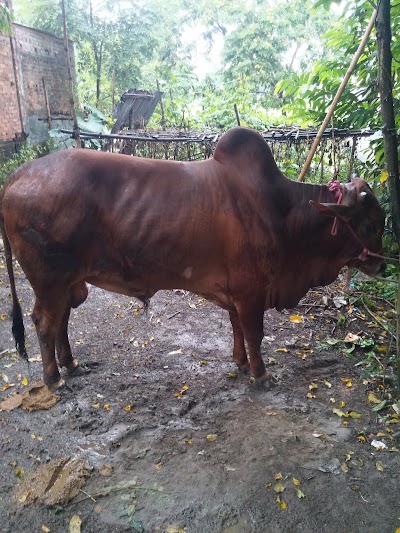 Photos of স্বরণীকা ছাত্রাবাস,বাসা নং১৮,২নং কলেজ রোড, গাইবান্ধা।