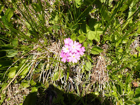 Primevère farineuse, Primula farinosa, famille: Primulacées. primevere farineuse Primula farinosa 2.JPG