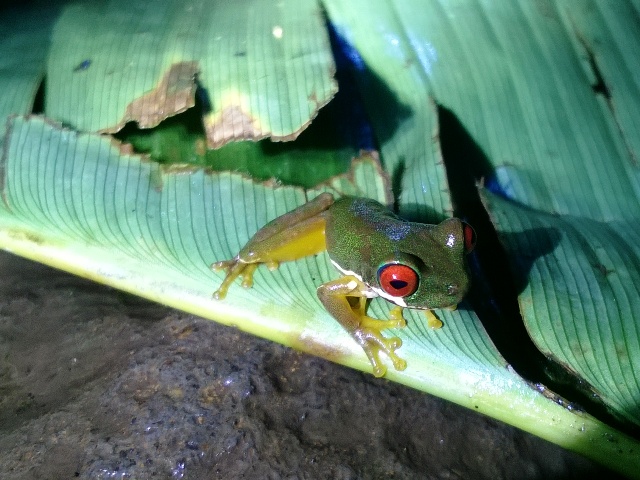 Monteverde - Santa Elena - En solitario por Centro América (4)