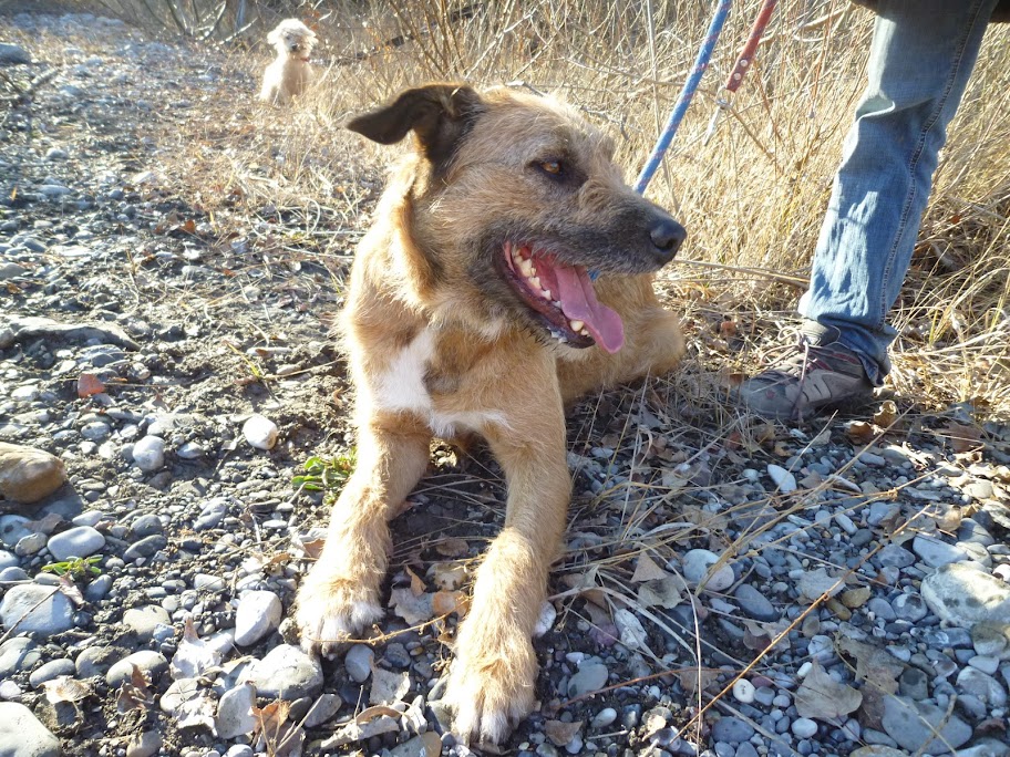 LAURY - x griffon 3 ans (3 ans attachée à 1m50 de chaine) Refuge de Digne (04) LAURY%25204