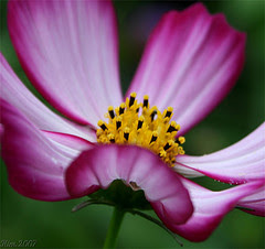 Picasa