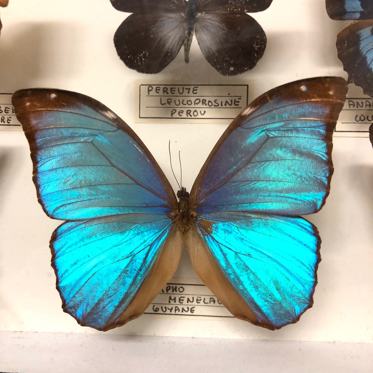 Lepidoptera Specimen Display Pair