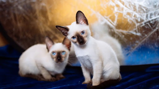 Screenshot Siamese Cat