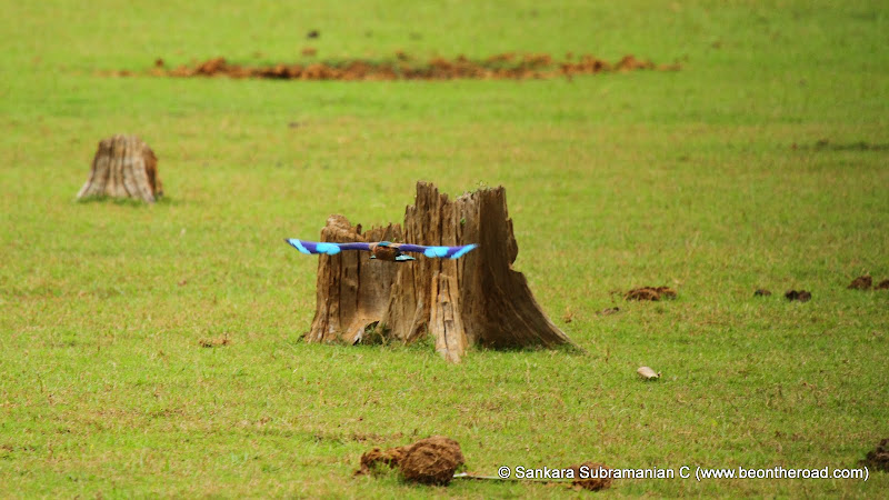 Indian Roller in flight displays its true blue colour