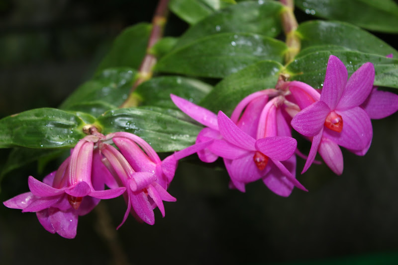 Dendrobium glomeratum IMG_2584