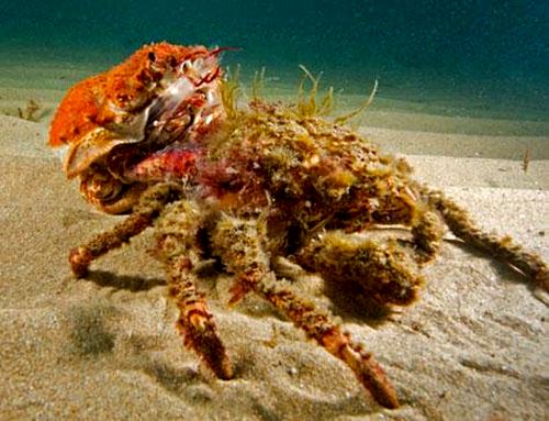 Giant Spider Crabs, um exército no fundo do mar