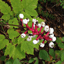 Dolls Eyes or Baneberry