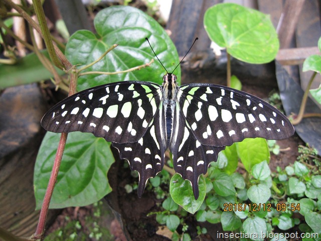 Kupu-kupu Tailed Jay (Graphium agamemnon)