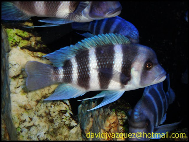 Cyphotilapia gibberosa Mpimbwe DSC01400%2520%25281%2529