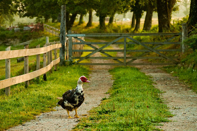 ROADTRIP 2012 - EUROPA CENTRAL - 20 DIAS - 6400 Kms (Selva Negra / Alsacia / Hol - Blogs de Europa Central - Día 2 (29/07): Oradour-Sur-Glane (FRANCIA) ; Troyes ; La Haya (HOLANDA) (6)