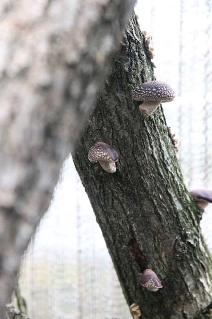 Shitake Pilze aus dem eigenen Garten