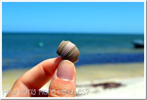 Sea Urchins at Knobby Head | How Many More Minutes?