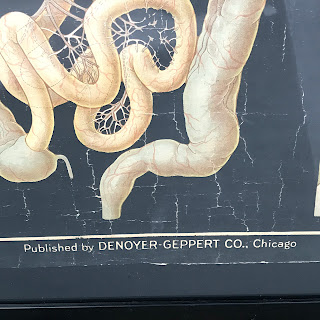 Vintage Denoyer Geppert Anatomy Chart #1