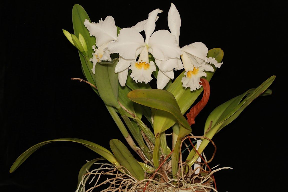 Cattleya gaskelliana f. alba IMG_0311_v1