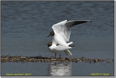 Slimbridge WWT - April