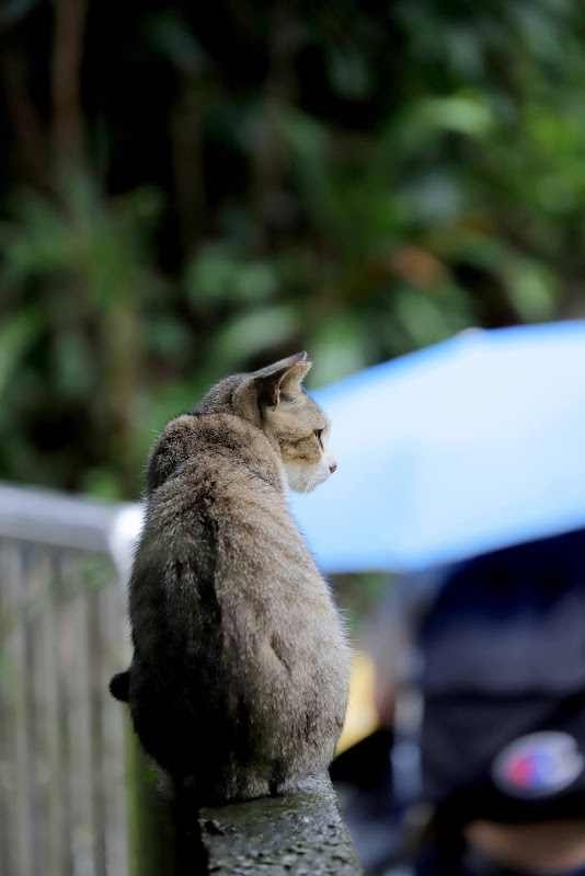 Canon EF70-300mm f/4-5.6L IS USM．胖白．L級望遠變焦鏡頭試拍照．貓村．貓