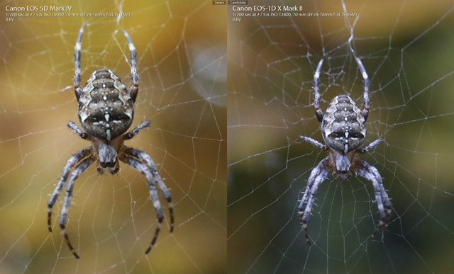 5D Mark IV (Left) 1D X Mark II (Right) at f/5.6