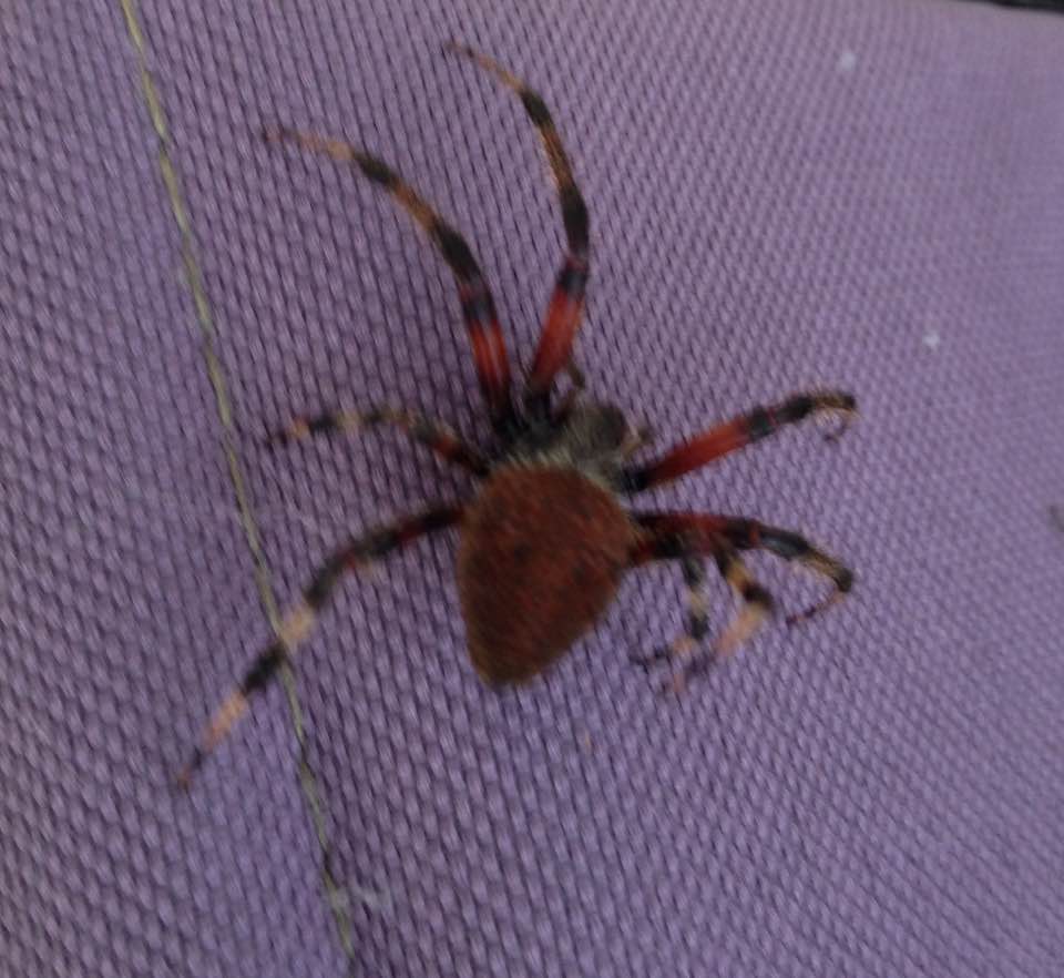 Hentz Orbweaver, Barn Spider (however, Araneus cavaticus uses the same common name)