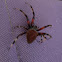 Hentz Orbweaver, Barn Spider (however, Araneus cavaticus uses the same common name)