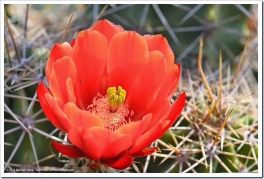 150422_Echinocereus-triglochidiatus_001