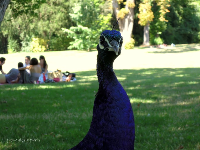 Carte postale du parc de bagatelle