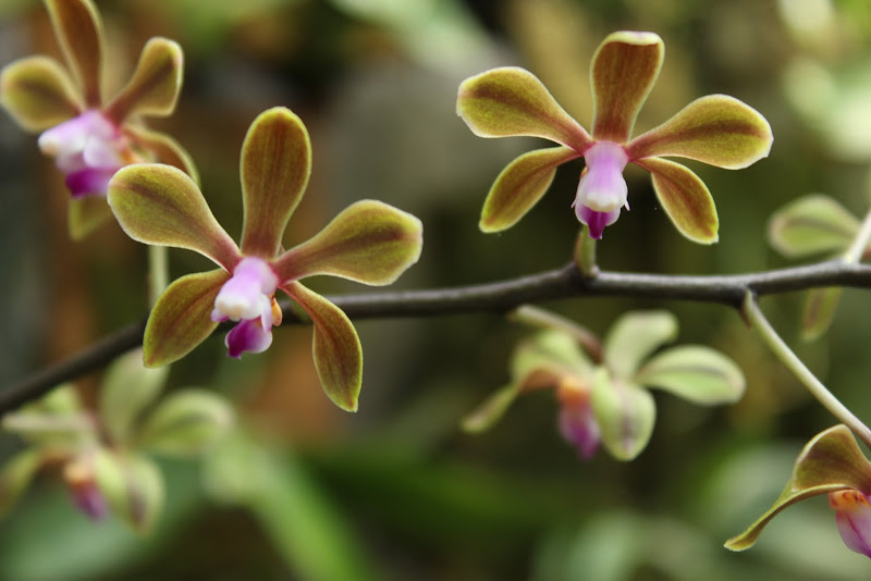 Phalaenopsis honghenensis IMG_2064