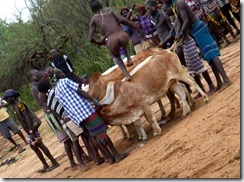 Week 2019-01 - Gard Ethiopië stierensprong Week 2019-01 - Gard Ethiopië stierensprong