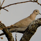 Collared Dove; Tórtola turca