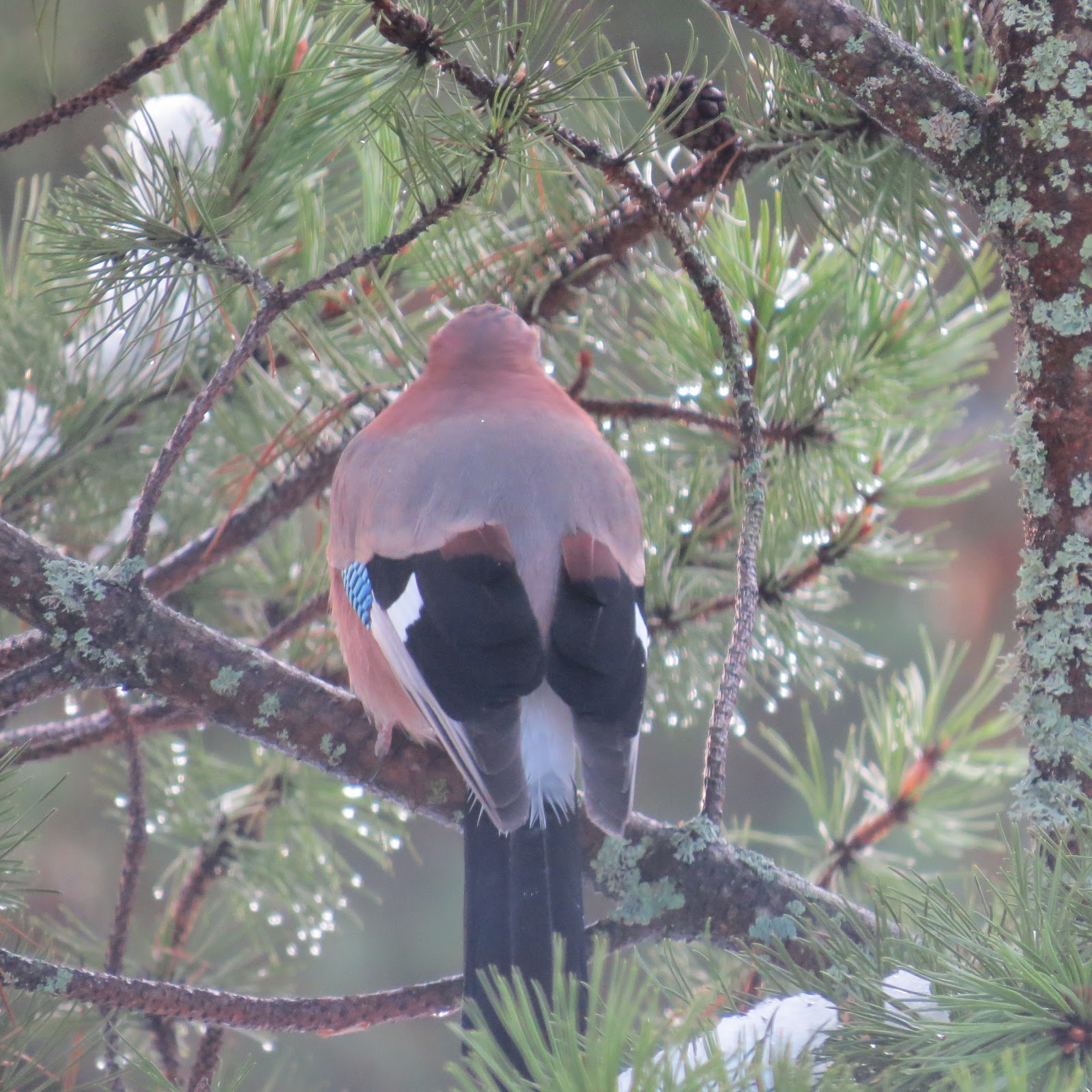 Ugleloftet Fuglequiz Kjenner Du Fuglene Igjen Bakfra
