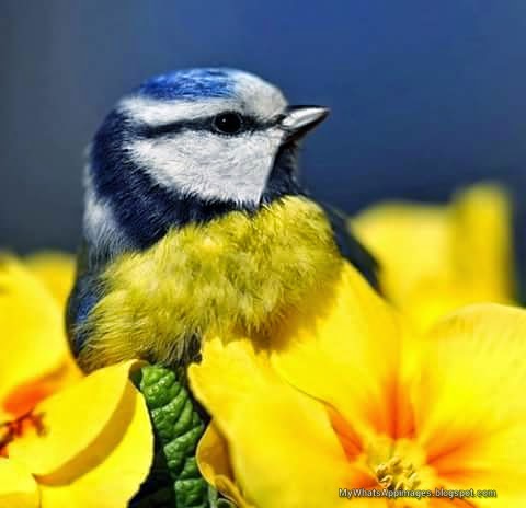 Very Cute Birds Images For Share Very Cute Birds Images