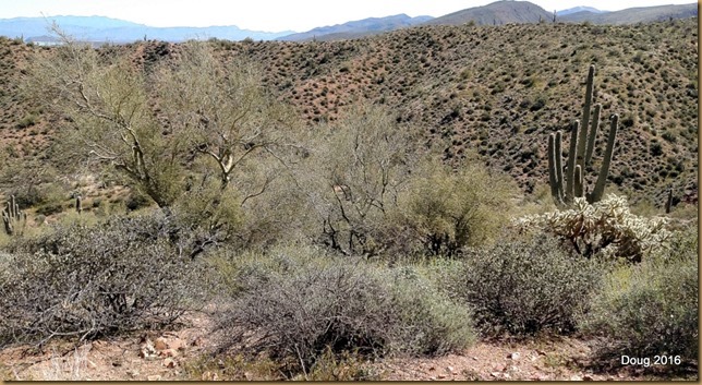 Bushes and cactus