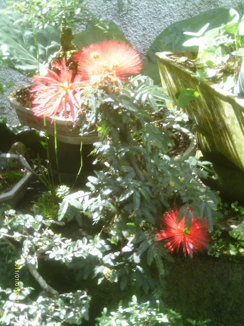 Caliandra Vermelha em Cascata... - Página 3 IMAG0256