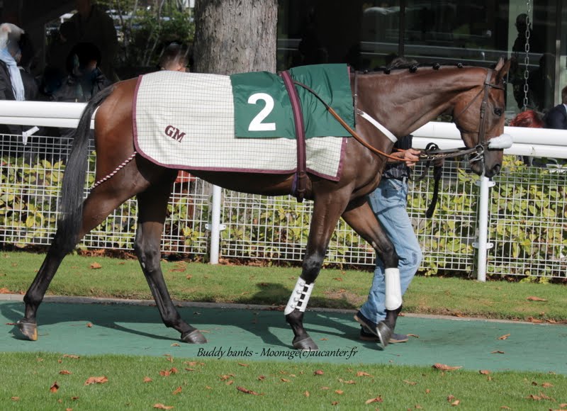 Photos Auteuil 11-10-2015 IMG_5076