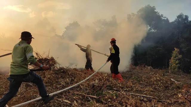 Quick Respon, Batalyon C Brimob Sumut Bantu Padamkan Api di Kebun PT. TPL Desa Sangga Tapanuli Selatan