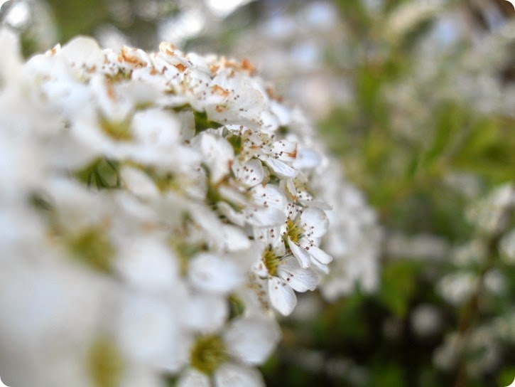 Spirea